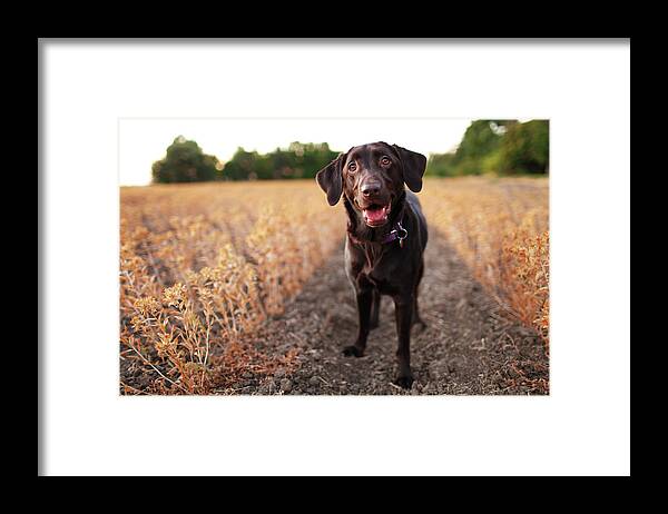 Animal Themes Framed Print featuring the photograph Happy Dog In Field by Purple Collar Pet Photography