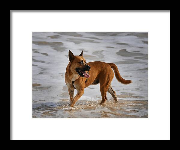 Dog Framed Print featuring the photograph Happy Dogs 5 by Xueling Zou