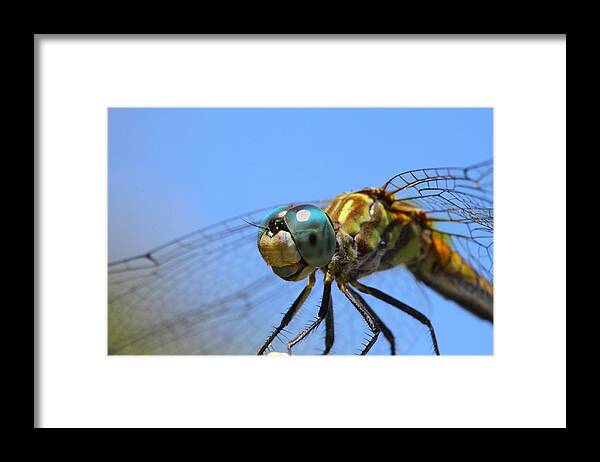 Dragonfly Framed Print featuring the photograph Happy Dragonfly by Kristy Jeppson