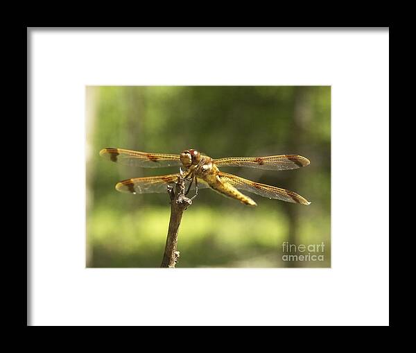 Happy Framed Print featuring the photograph Happy Dragonfly by Patrick Fennell