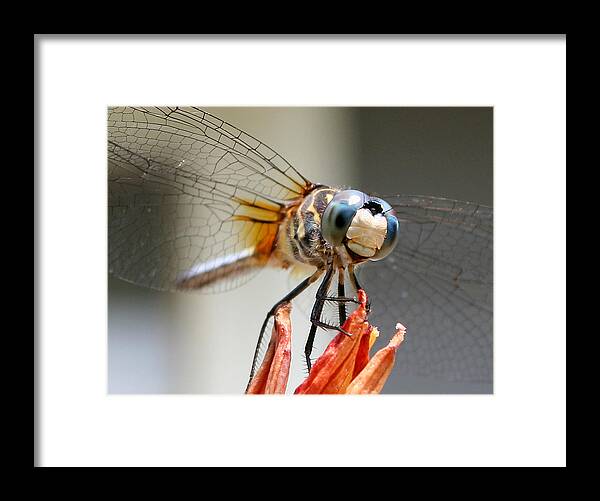 Nature Framed Print featuring the photograph Happy Dragonfly by William Selander