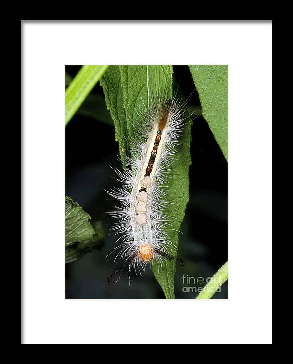 Caterpillars Framed Print featuring the photograph Happy Face by Geoff Crego