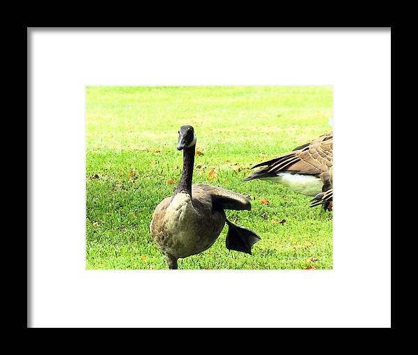 Happy Framed Print featuring the photograph Happy Feet Dance by Robyn King