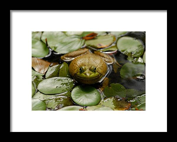  Framed Print featuring the photograph Happy Frog by Gregory Blank