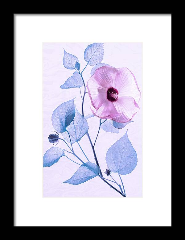 Hibiscus Framed Print featuring the photograph Happy Hibiscus by Leda Robertson