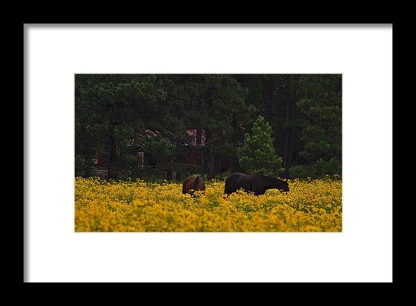 Horses Framed Print featuring the photograph Happy Horses by Tom Kelly