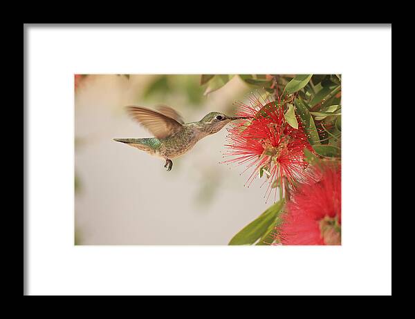 Hummingbird Framed Print featuring the photograph Happy Humming by Penny Meyers