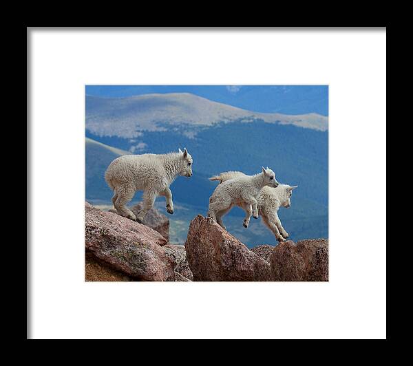 Mountain Goats; Posing; Group Photo; Baby Goat; Nature; Colorado; Crowd; Baby Goat; Mountain Goat Baby; Happy; Joy; Nature; Brothers Framed Print featuring the photograph Happy Landing by Jim Garrison