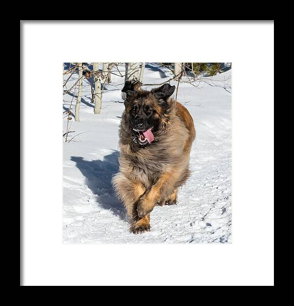 Leonberger Framed Print featuring the photograph Happy Leonberger Winter Trail Running by Gary Whitton