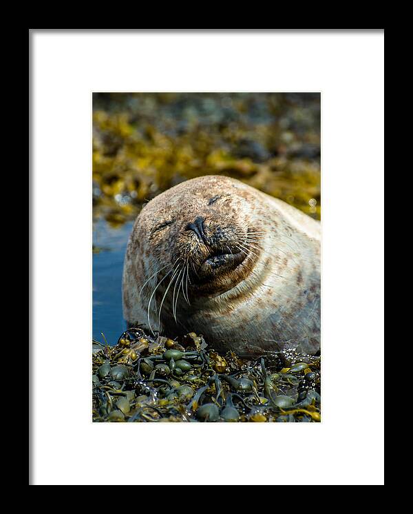 Seal Framed Print featuring the photograph Happy Seal Relaxing In The Seaweed by Andreas Berthold