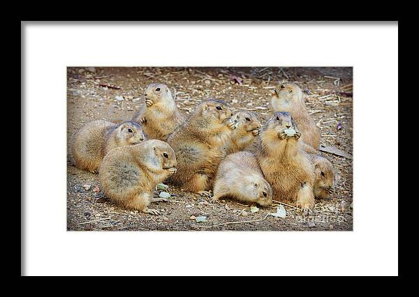 Prairie Dog Framed Print featuring the photograph Happy Thanksgiving by Chris Scroggins