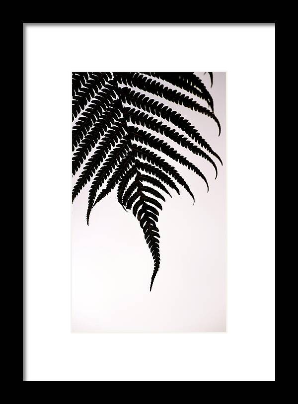 Hawaii Framed Print featuring the photograph Hapu'u Frond Leaf Silhouette by Lehua Pekelo-Stearns