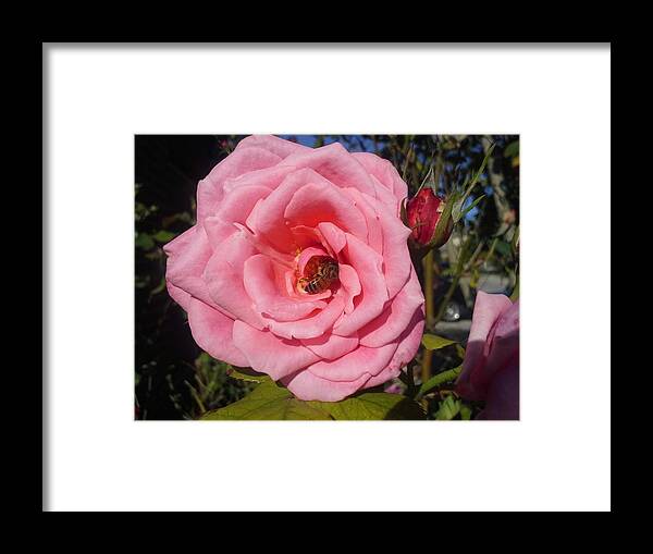 Flowers Framed Print featuring the photograph Hard at work. by Samantha Hornsby