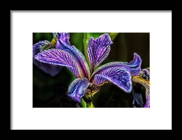 Iris Framed Print featuring the photograph Harlequin Blue Flag by Sue Capuano