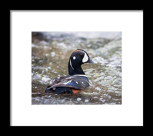 Harlequin Duck Framed Print featuring the photograph Harlequin Duck in Rapids by Jack Bell