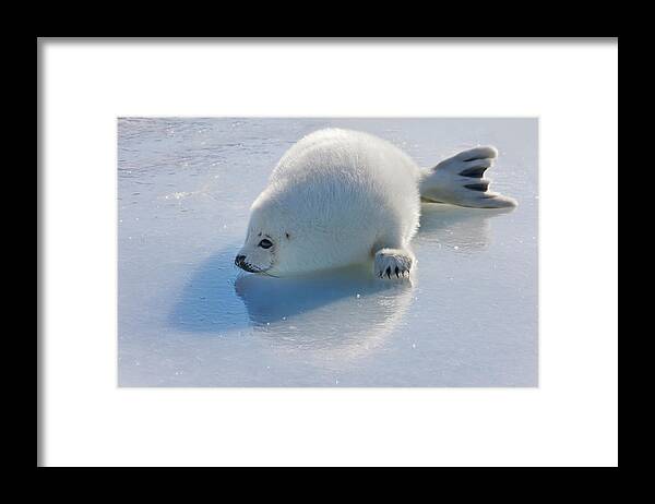 Animal Framed Print featuring the photograph Harp Seal Pup On Ice, Iles De La by Keren Su