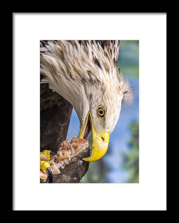 Eagle Framed Print featuring the photograph Harriet Has Some Sushi by Bill and Linda Tiepelman