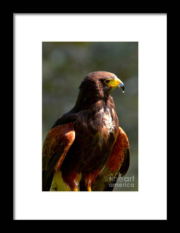Harris Hawk Framed Print featuring the digital art Harris Hawk in Thought by Pravine Chester