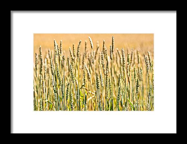Wheat Framed Print featuring the photograph Harvest Time by Cheryl Baxter