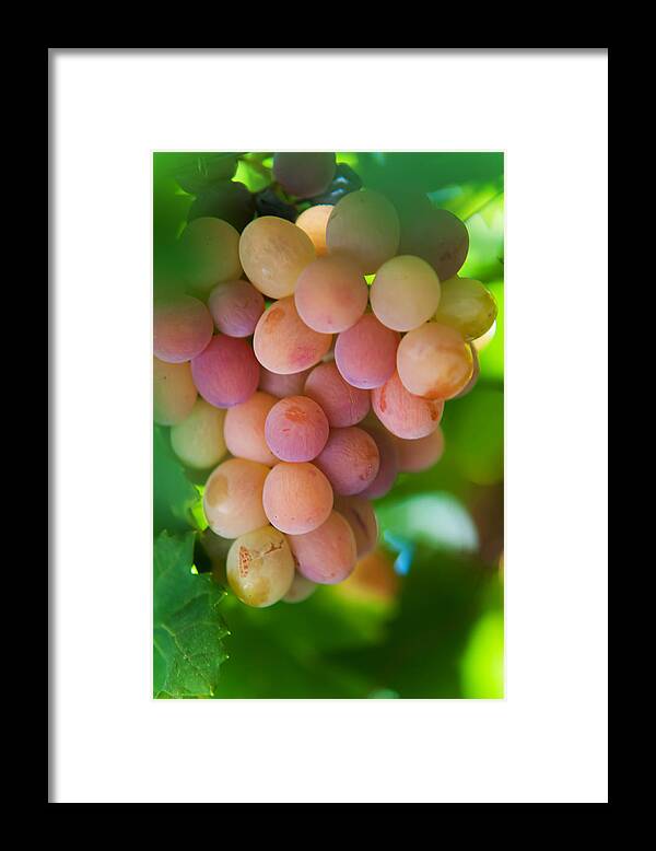 Grape Framed Print featuring the photograph Harvest Time. Sunny Grapes by Jenny Rainbow