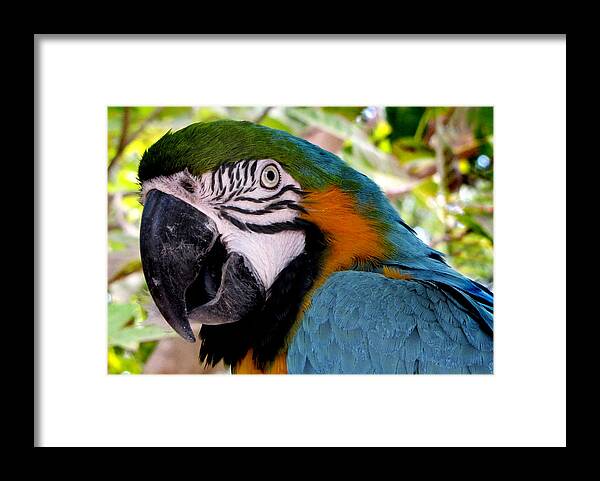 Parrot Framed Print featuring the photograph Harvey by Bob Slitzan