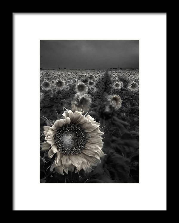 Featured Art Framed Print featuring the photograph Haunting Sunflower fields 1 by Dave Dilli