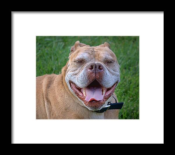 Purebred Framed Print featuring the photograph Havana's Grin by Nikolyn McDonald