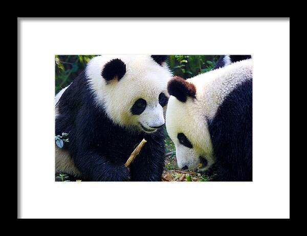 Panda Framed Print featuring the photograph Have you heard by Travel Photographer