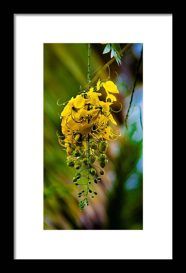 Flora Framed Print featuring the photograph Hawaii Flora by Craig Watanabe