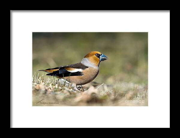 Hawfinch's Profile Framed Print featuring the photograph Hawfinch's Profile by Torbjorn Swenelius