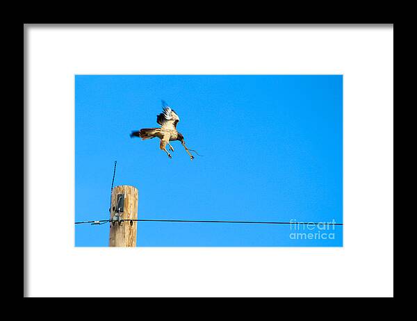 Hawk Framed Print featuring the photograph Hawk Catches Snake on the High Plains of New Mexico by JD Smith