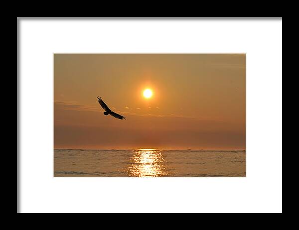 Hawk Framed Print featuring the photograph Hawk Flying at Sunrise by Bill Cannon
