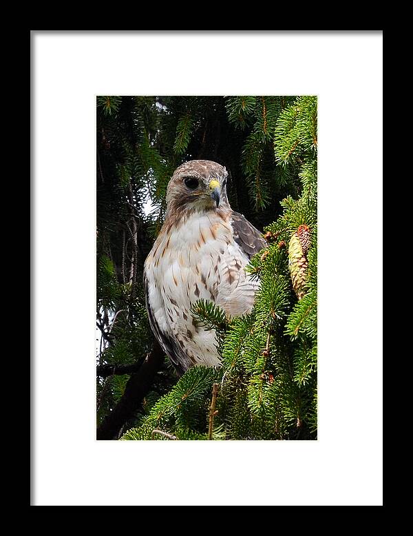Redtail Hawk Framed Print featuring the photograph Hawk in Pine by Michael Hubley