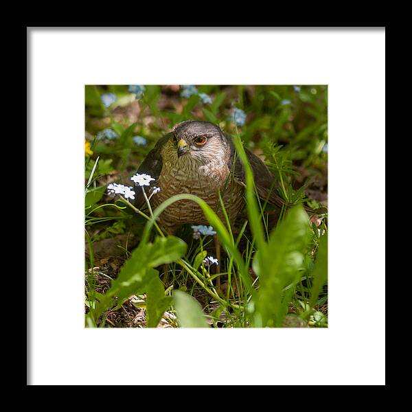 Bird Framed Print featuring the photograph Hawk in the Grass by Richard Kitchen