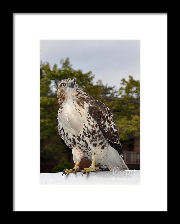 Hawk Framed Print featuring the photograph Hawk by Luke Moore