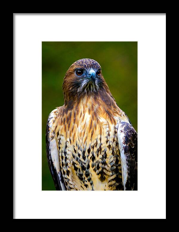 Adult Framed Print featuring the photograph Hawk Portrait by Boyd E Van der Laan