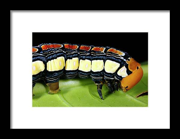 Hawkmoth Framed Print featuring the photograph Hawkmoth Caterpillar Head by Dr Morley Read/science Photo Library