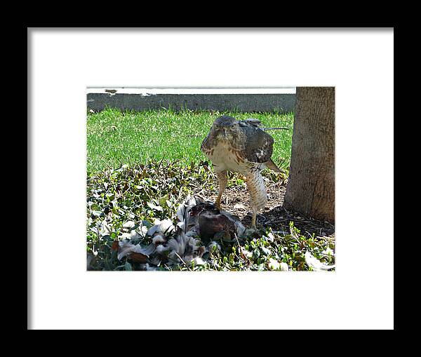 Hawk Framed Print featuring the photograph Hawk's Deadly Watch by Lisa Blake