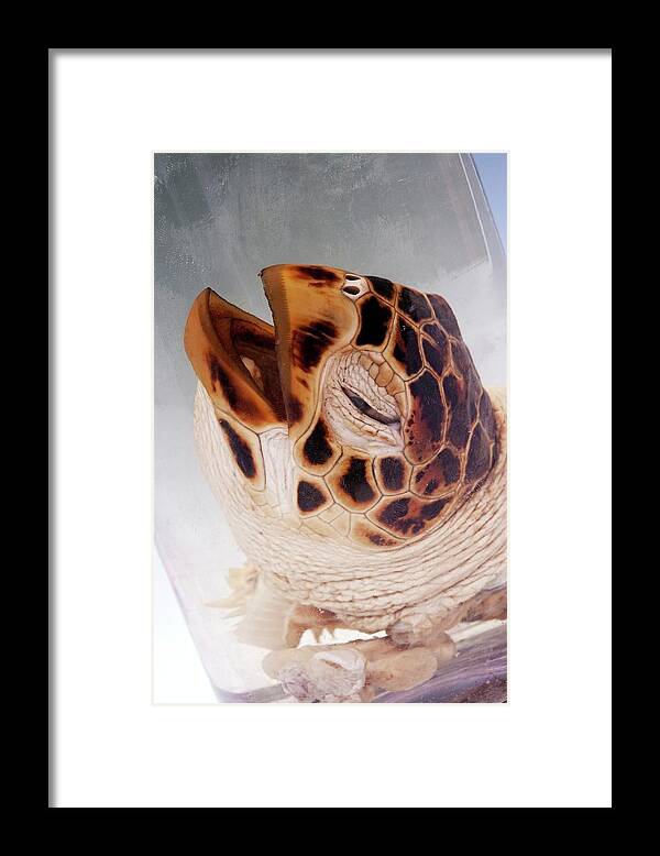 Anatomy Framed Print featuring the photograph Hawksbill Turtle Head by Ucl, Grant Museum Of Zoology