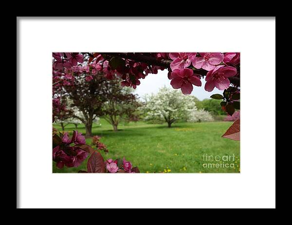 Budding Framed Print featuring the photograph Hawthorne Grove 2 by Jacqueline Athmann