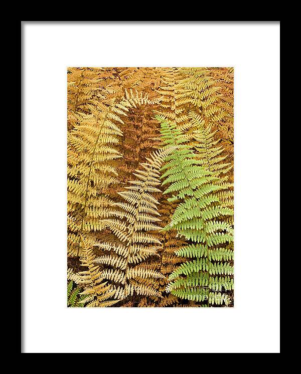 Fern Framed Print featuring the photograph Hay-Scented Ferns by Alan L Graham
