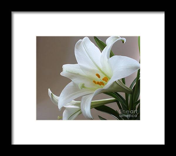 Lily Framed Print featuring the photograph He is Risen by Anita Oakley