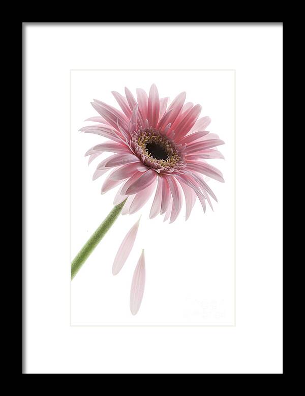 He Loves Me Framed Print featuring the photograph He Loves Me. . . by Patty Colabuono