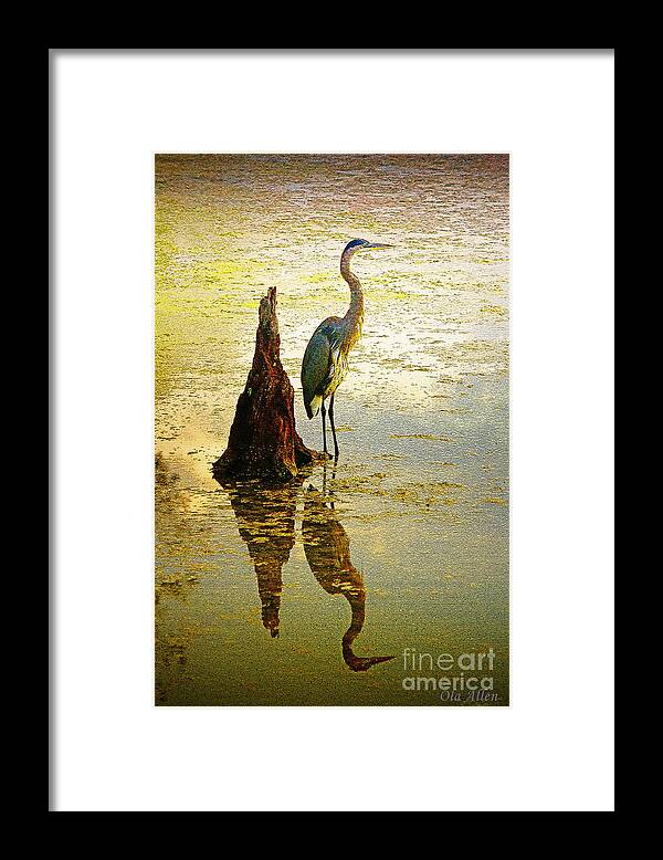 Great Blue Heron Framed Print featuring the photograph He Waits by Ola Allen