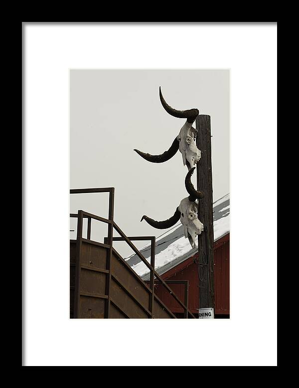 Head� Em Up N Move� Em Out! Texas Long Horn Skulls Framed Print featuring the photograph Head em Up n Move em Out by Daniel Hebard