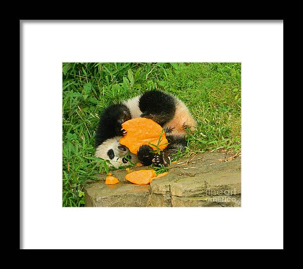 Animal Framed Print featuring the photograph Head Over Heels - I Love My 1st Birthday Cake by Emmy Marie Vickers