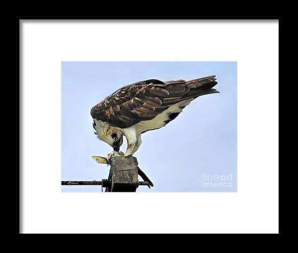 Osprey Framed Print featuring the photograph Head Twisting Osprey by Jennie Breeze