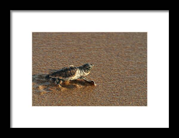 Loggerhead Framed Print featuring the photograph Heading Out To Sea by Paul Rebmann