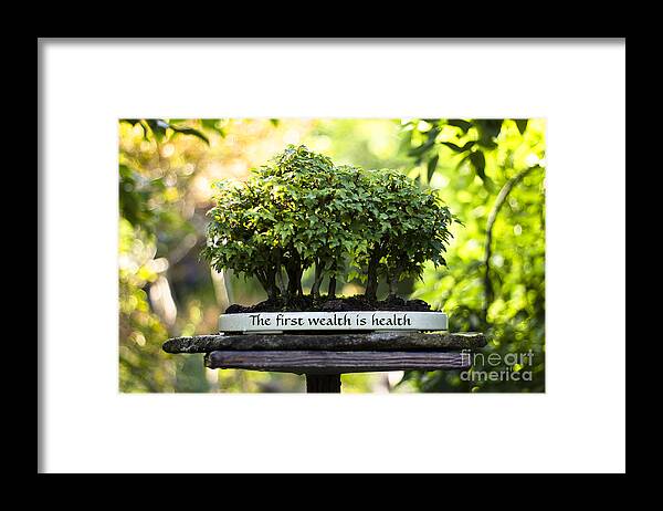 Health Is Wealth Framed Print featuring the photograph Health is Wealth Bonsai Trees by Beverly Claire Kaiya