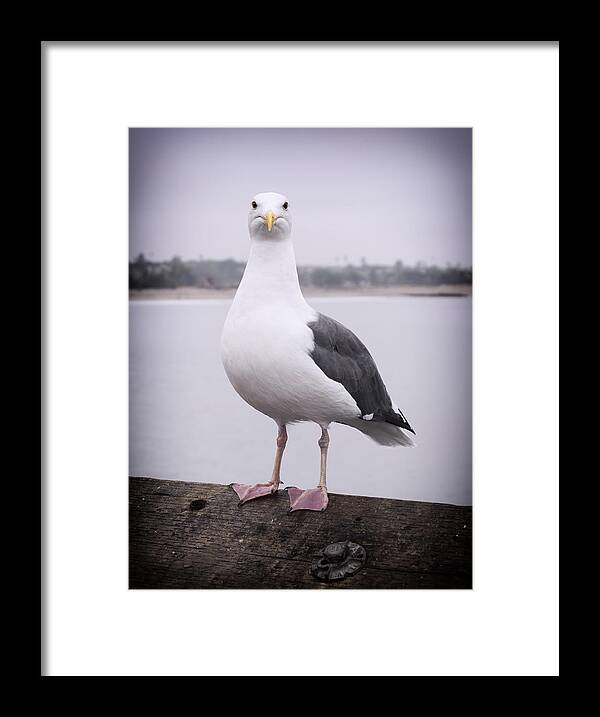Seagull Framed Print featuring the photograph Hears Looking at You by Sandra Selle Rodriguez